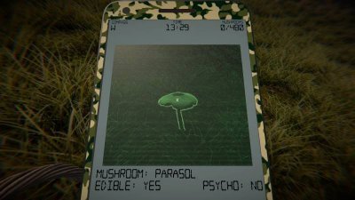 Mushrooms Forest Walker